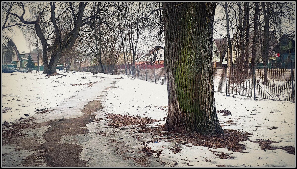 вековые липы - Любовь вековые липы - Любовь
