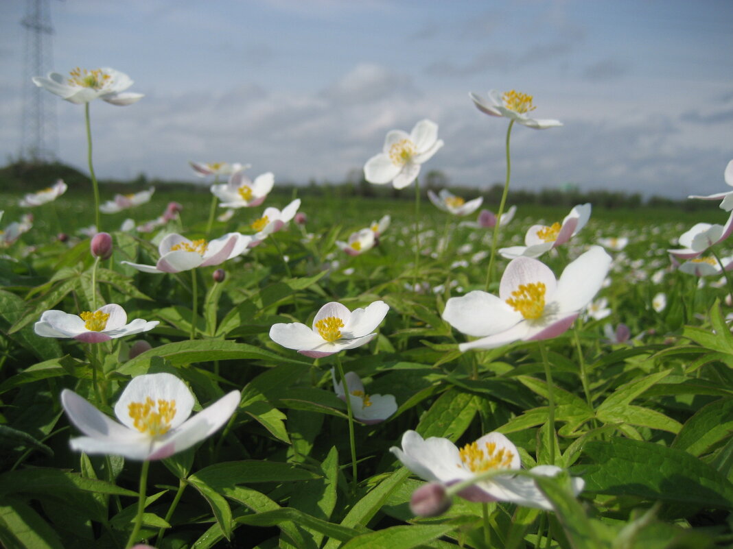 Ветреница вильчатая - Anna Ivanova Ветреница вильчатая - Anna Ivanova