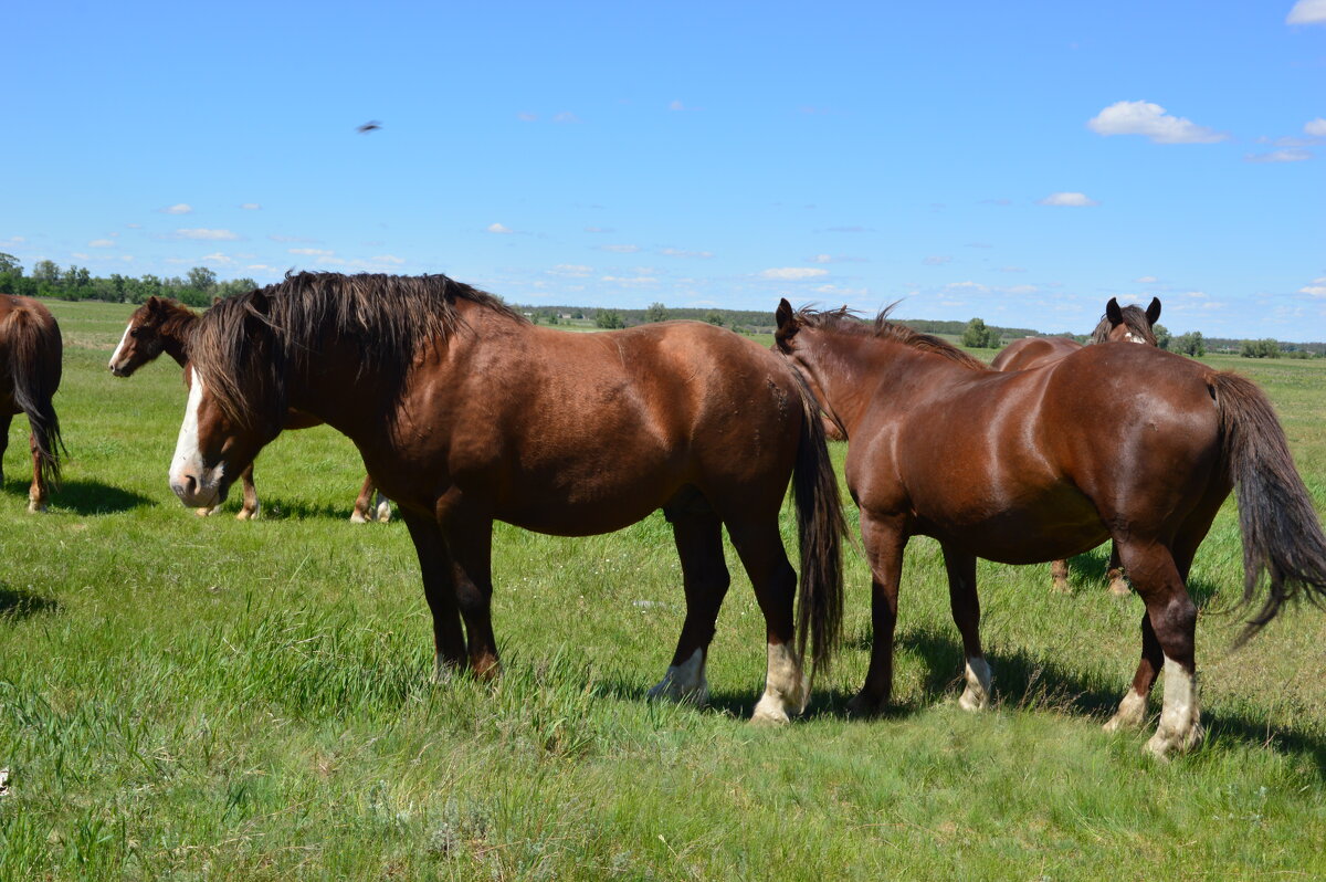 В Донской степи. - Виктор 