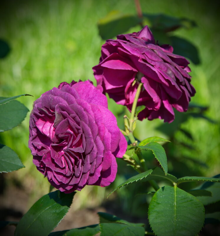 Прелестные розы - lady v.ekaterina Прелестные розы - lady v.ekaterina