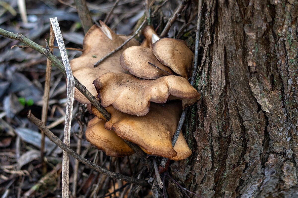 Январские. - Анатолий. Chesnavik.