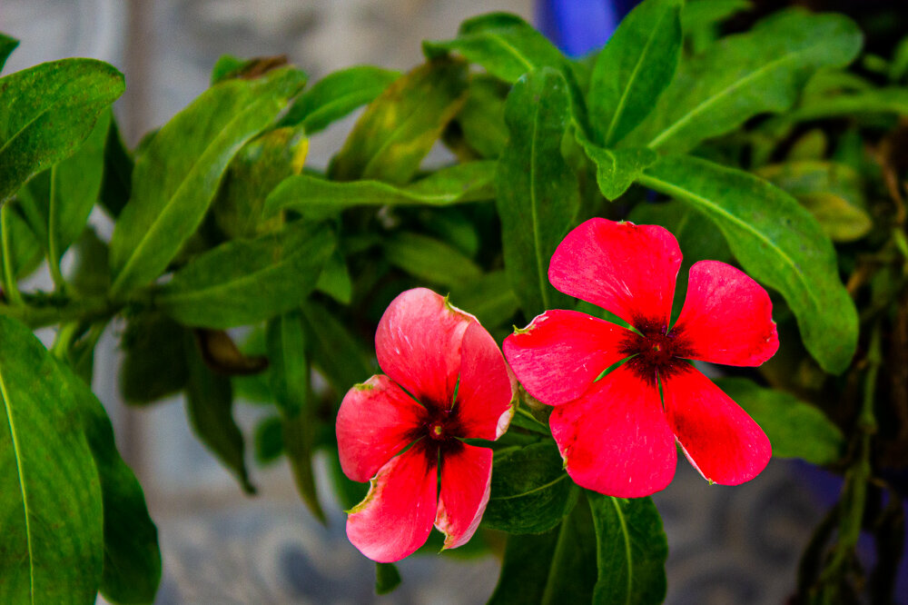 Катарантус - Светлана SvetNika17 Катарантус - Светлана SvetNika17