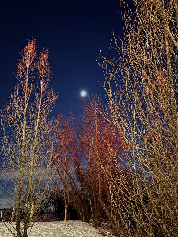 Фантазии зимней ночи - Мария - Maria