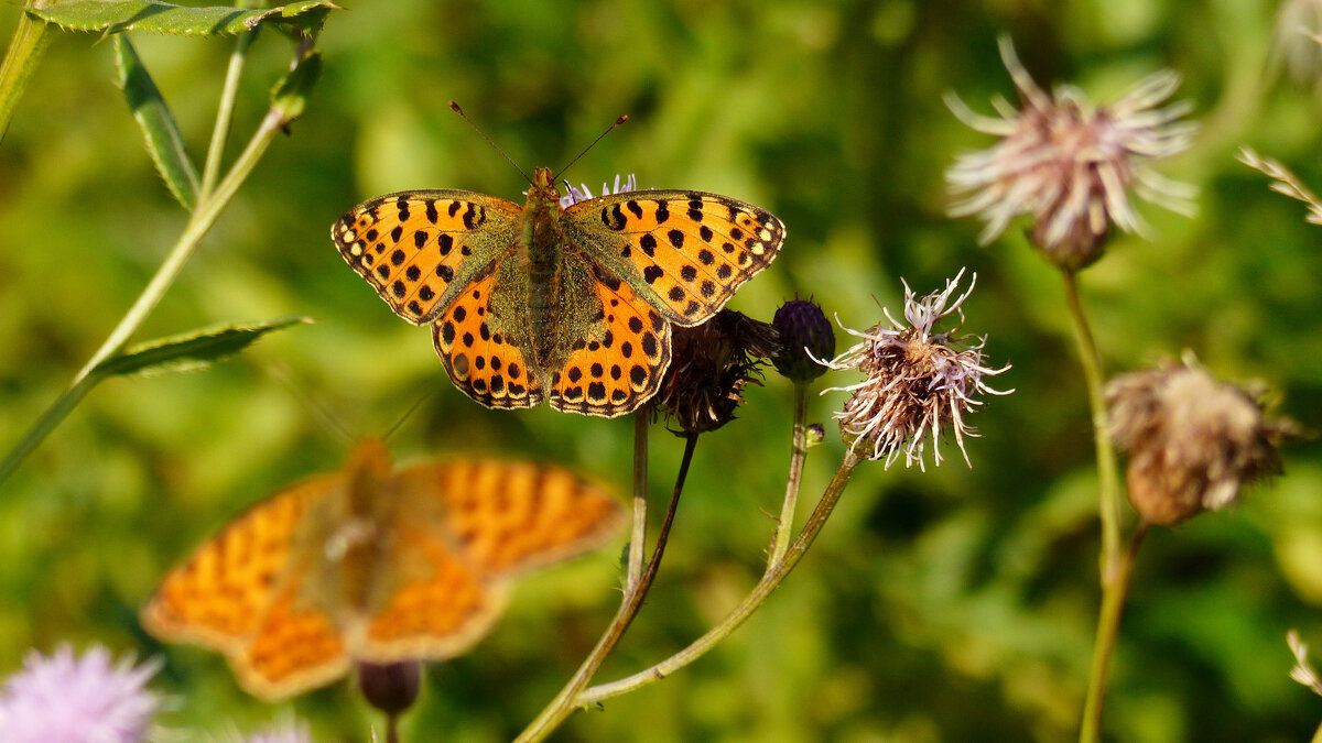опять про бабочек 277 - Александр Прокудин