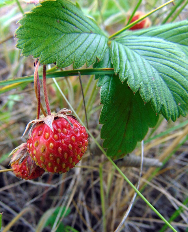 Ягодка клубничка. - nadyasilyuk Вознюк