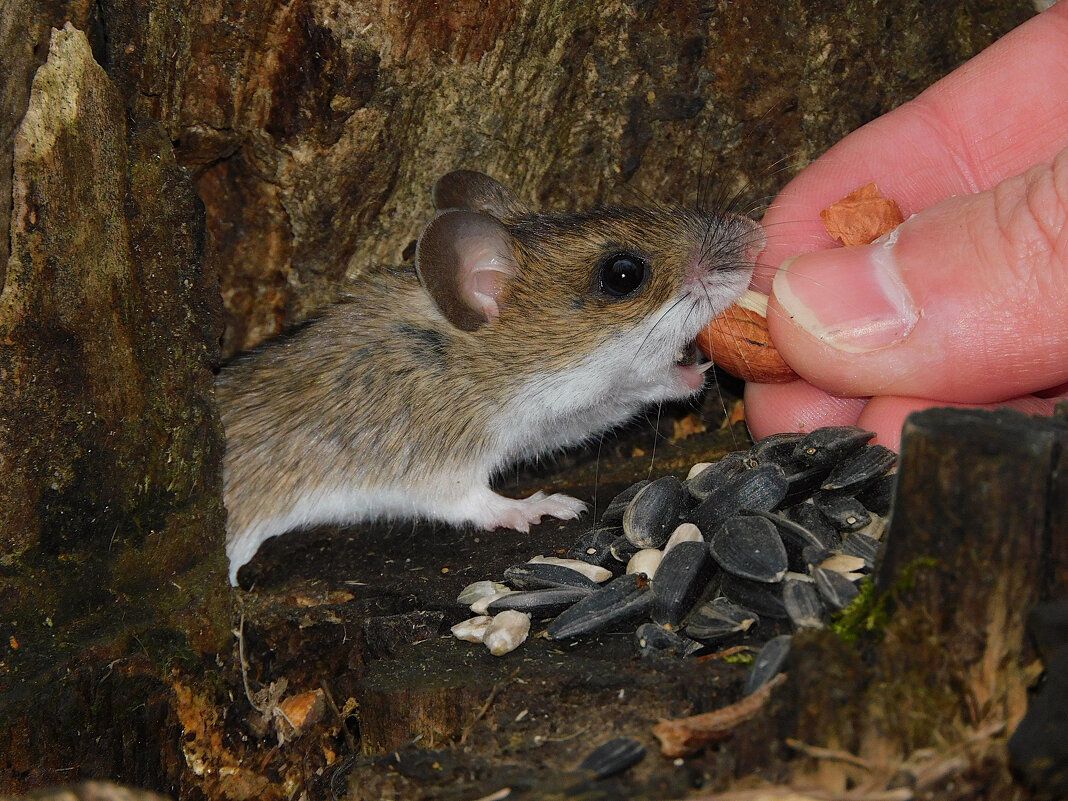 Малая лесная мышь - Лина Малая лесная мышь - Лина