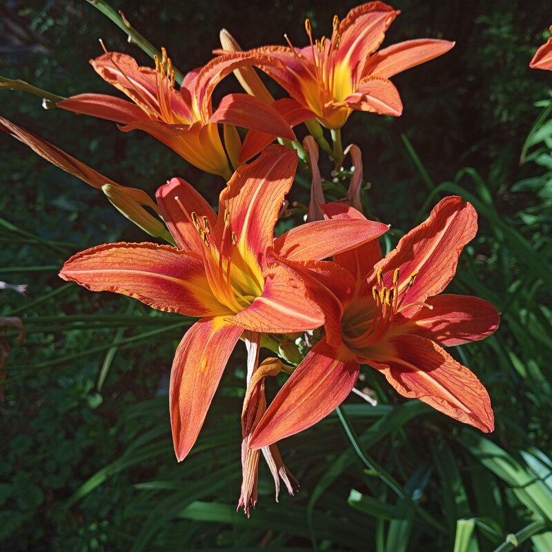 Ли.. - Елена Семигина Ли.. - Елена Семигина