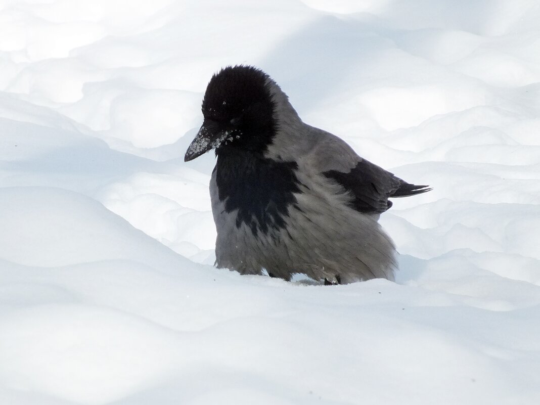 ** - Зоя Мишина ** - Зоя Мишина