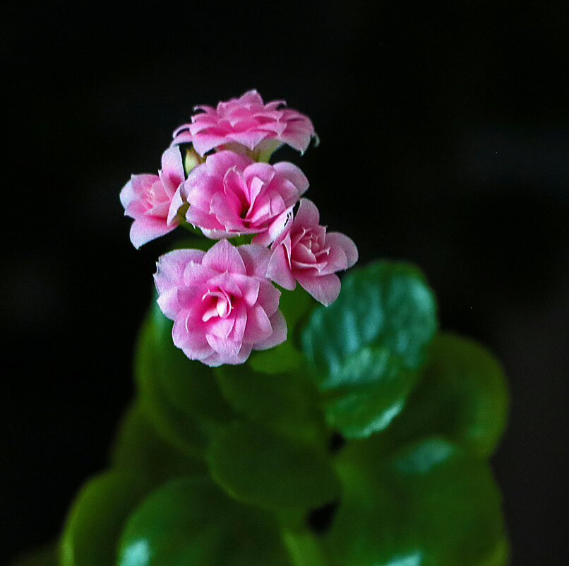 Зимний каланхоэ - Светлана Зимний каланхоэ - Светлана