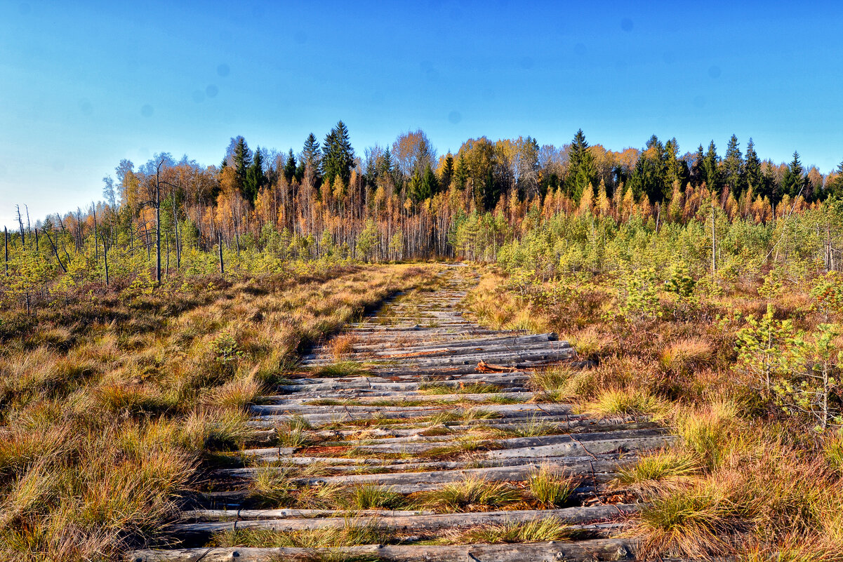 Болота Еьня - Виктор Журбенков Болота Еьня - Виктор Журбенков