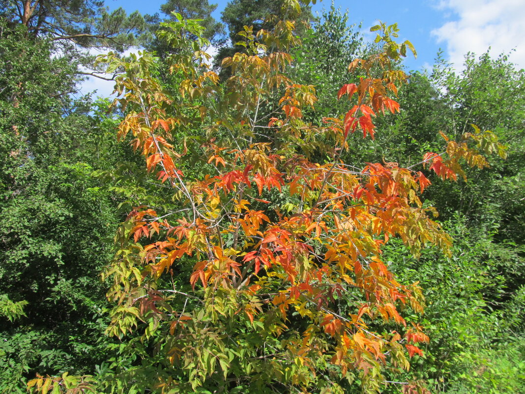 август на Урале - Елена Шаламова август на Урале - Елена Шаламова