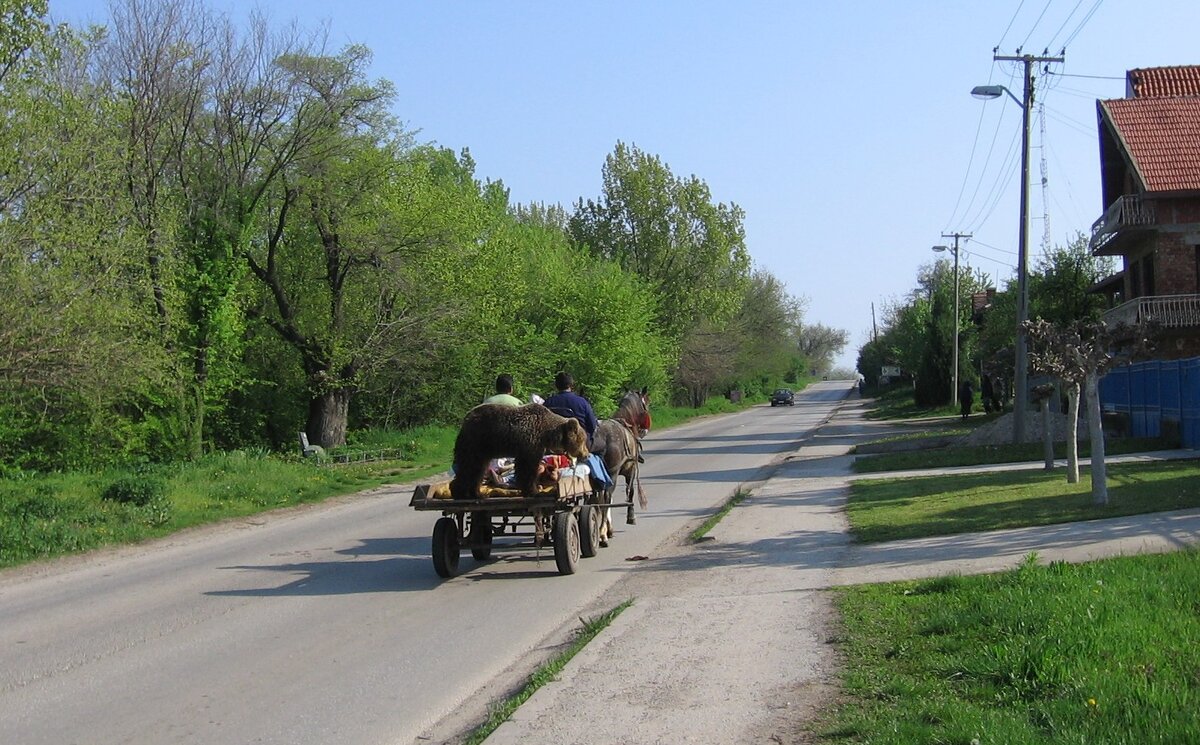 Перевоз - Милорад Перевоз - Милорад