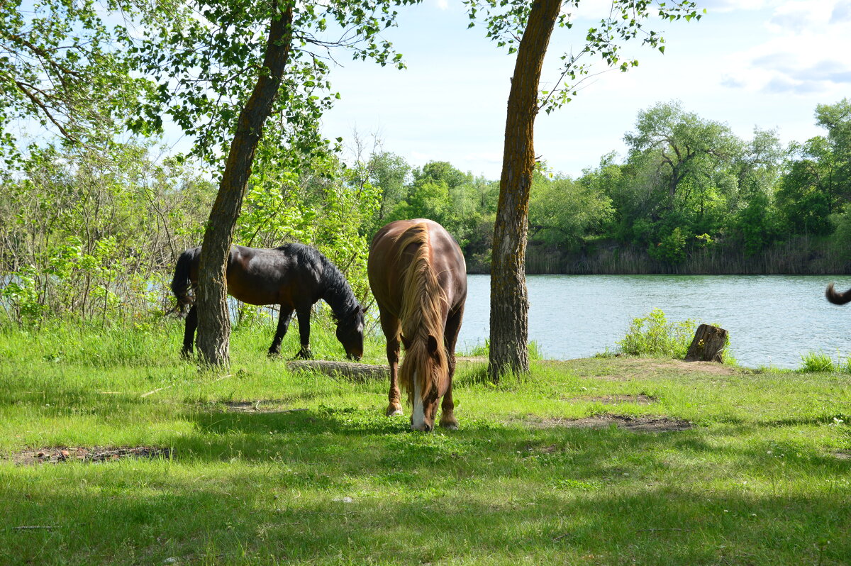 У реки. - Виктор 