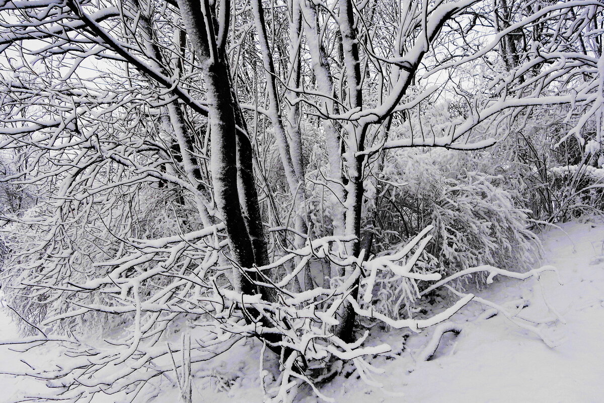 Снежные этюды - Рита Симонова Снежные этюды - Рита Симонова