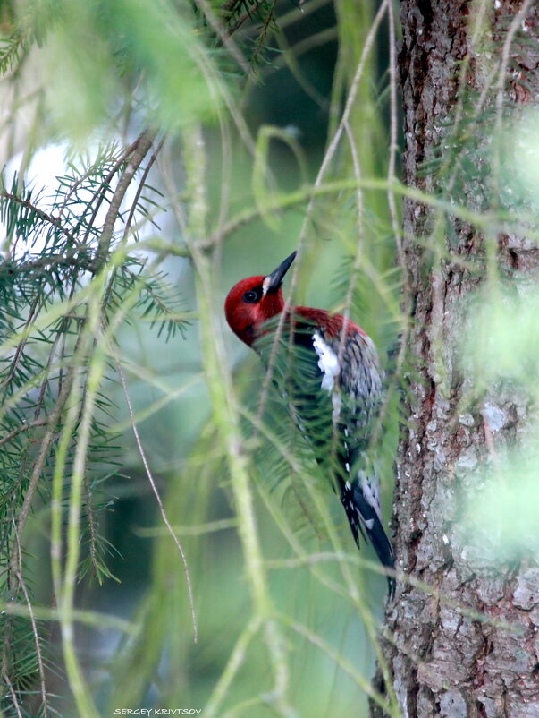 Почти спрятался (Красногрудый сапсос) - Sergey Krivtsov Почти спрятался (Красногрудый сапсос) - Sergey Krivtsov