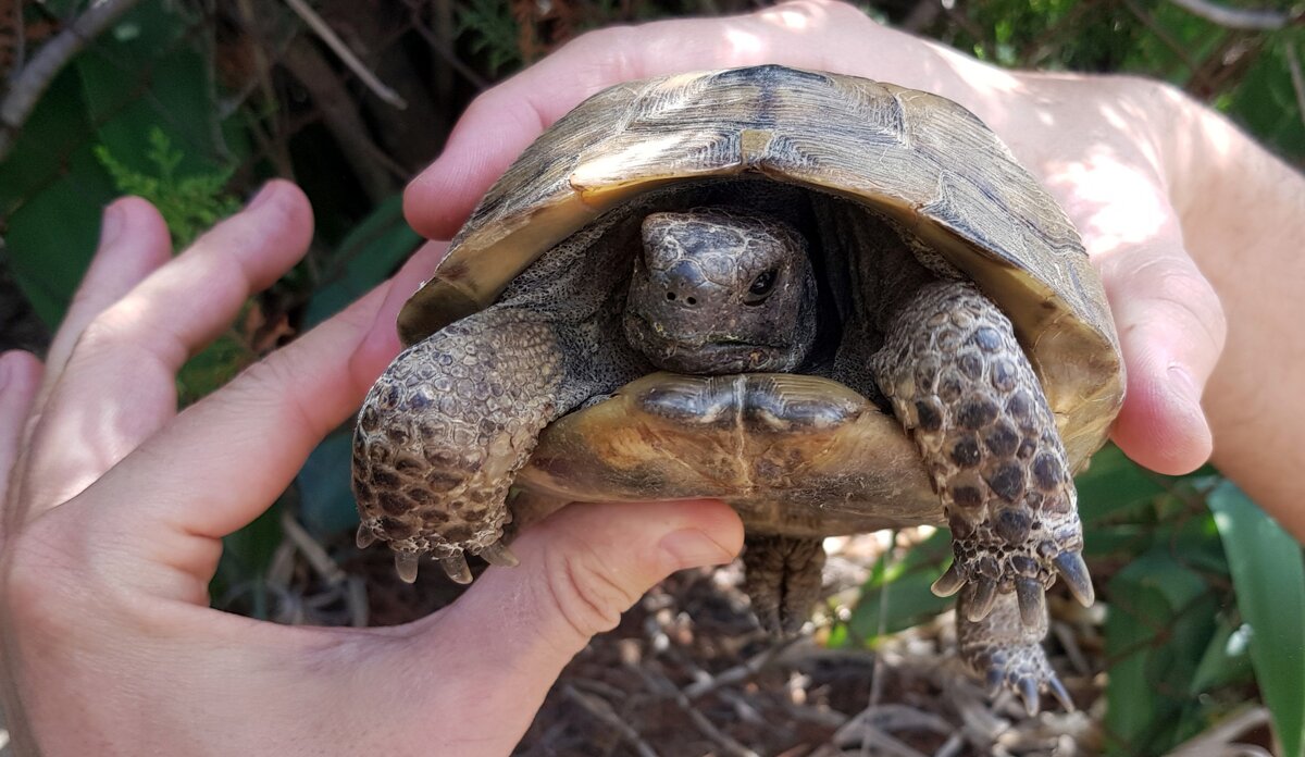 О черепахах - Наталья (D.Nat@lia)