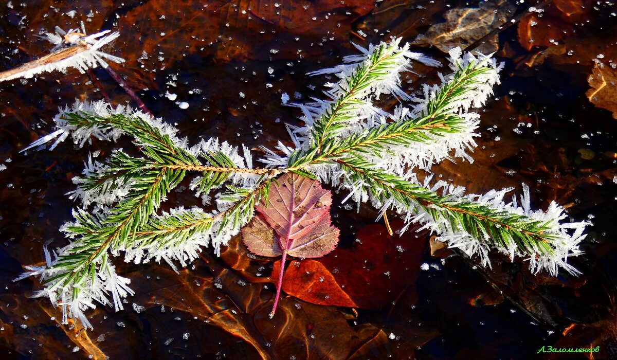 Как новогодье быстро пролетело... - Андрей Заломленков Как новогодье быстро пролетело... - Андрей Заломленков