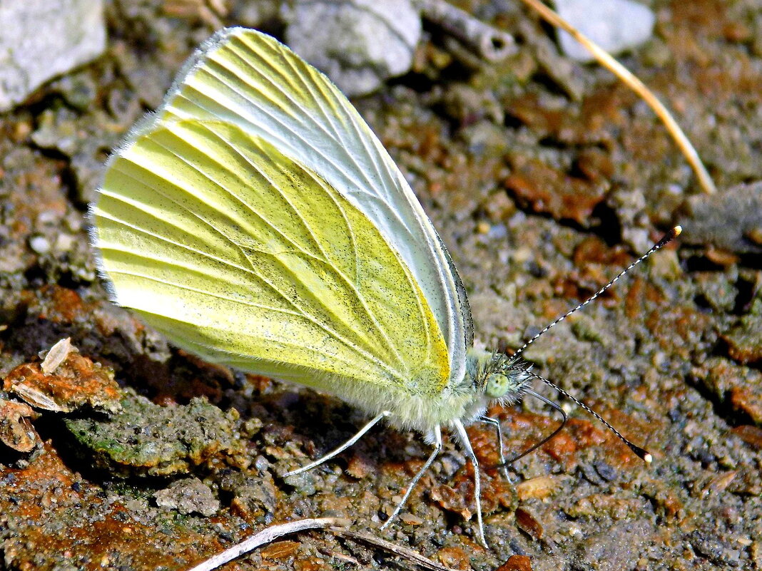 Репная белянка - Константин Штарк Репная белянка - Константин Штарк