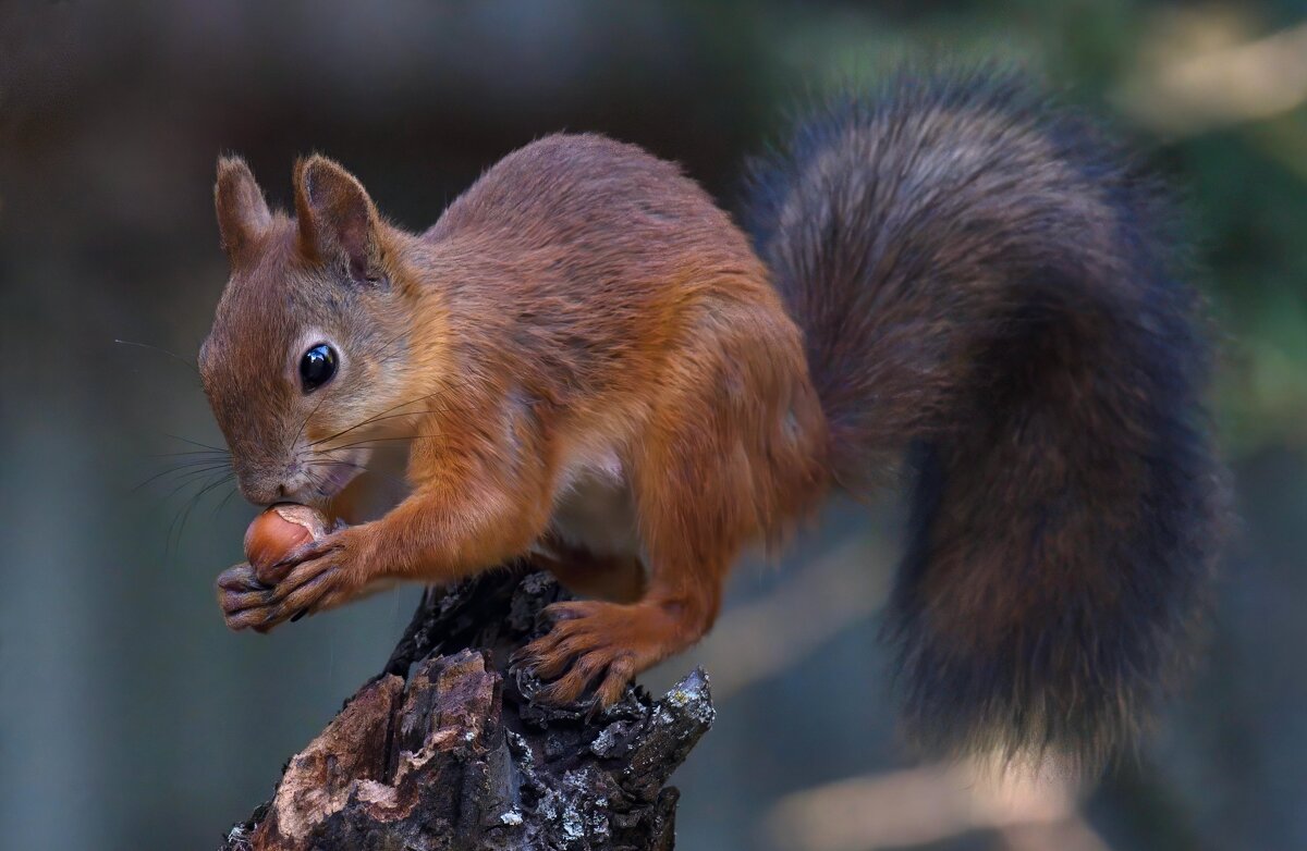 ** - Николай Соколухин