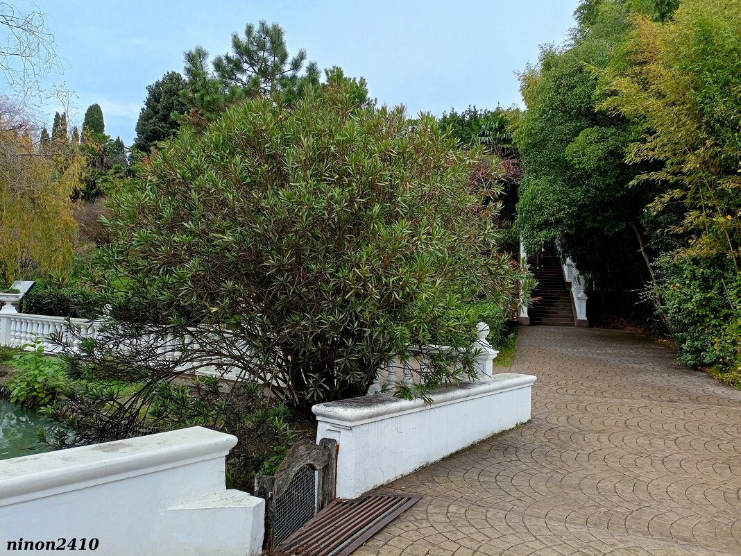 Адлер. Дендропарк "Южные культуры" - Нина Бутко Адлер. Дендропарк "Южные культуры" - Нина Бутко