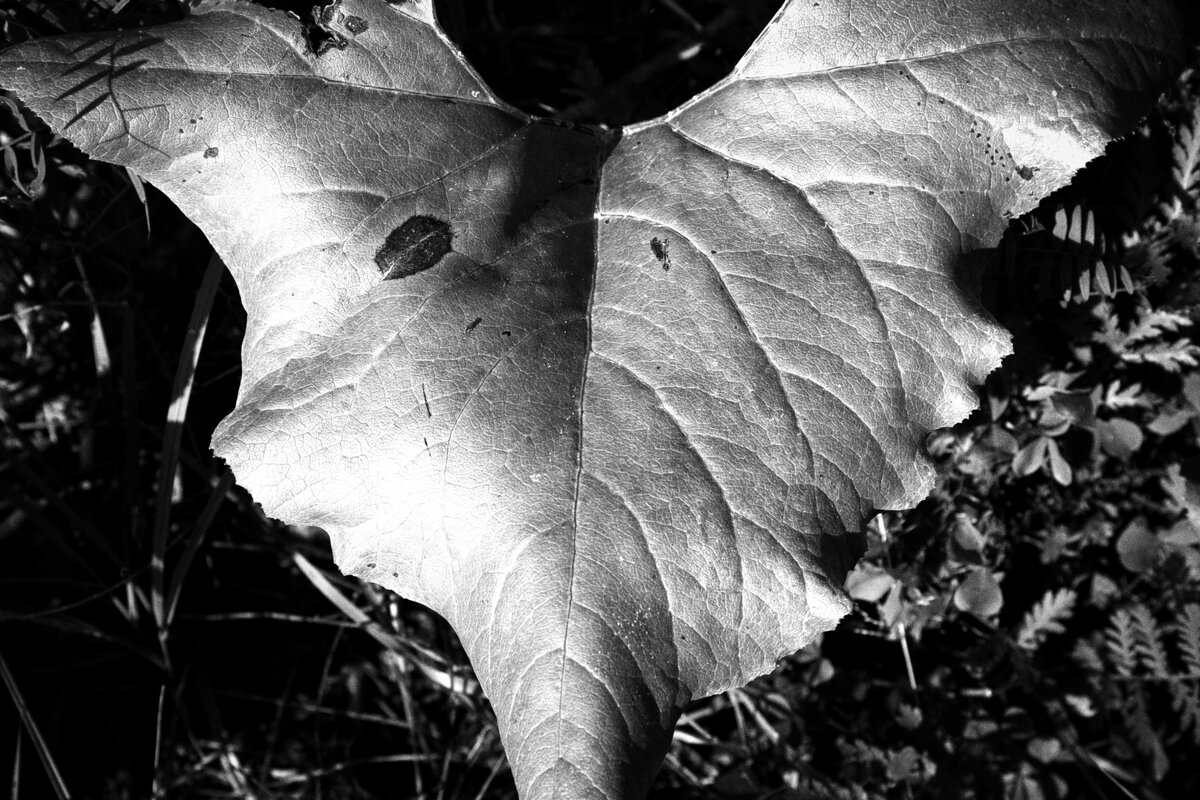 Название отсутствует - Денис Безногов