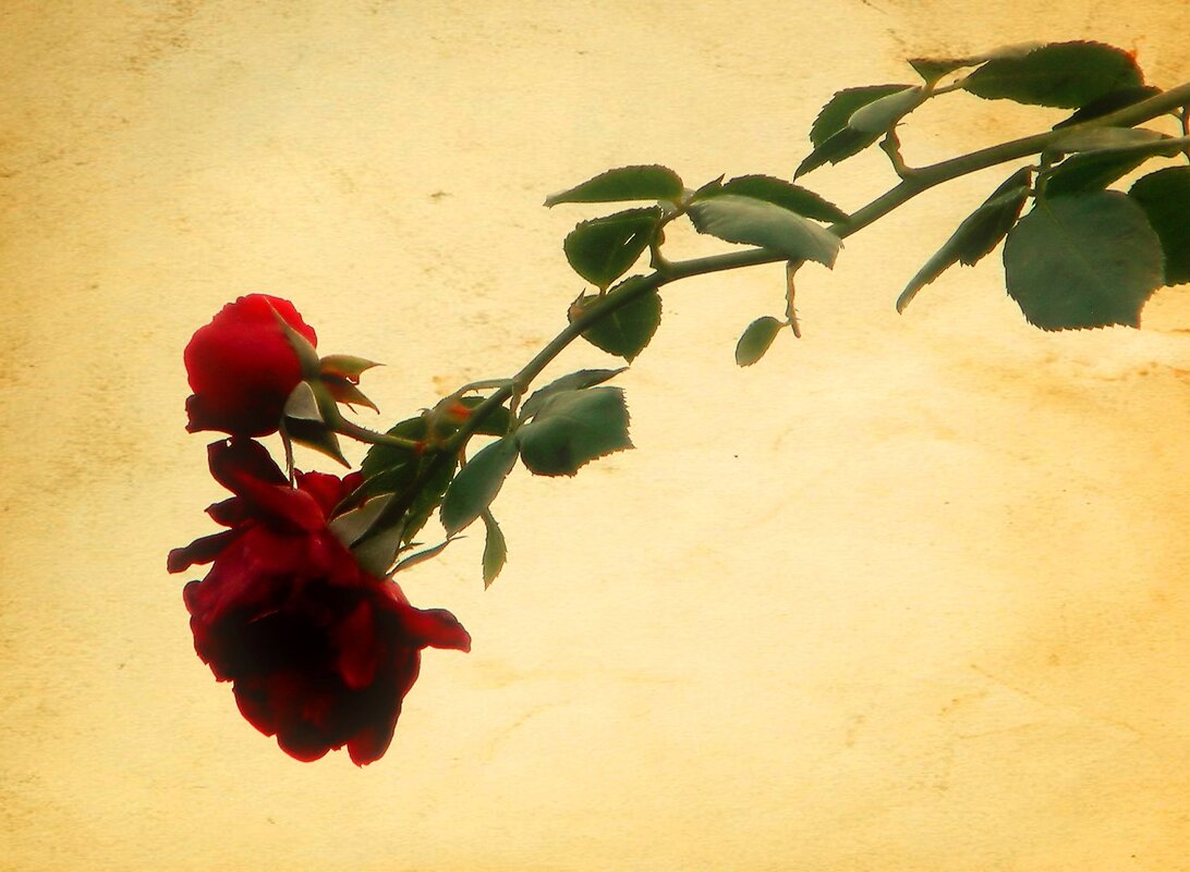 Роза - Роман Савоцкий