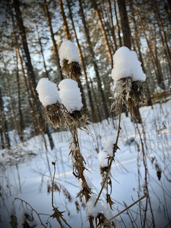 Зимнее утро - Дмитрий Багмет