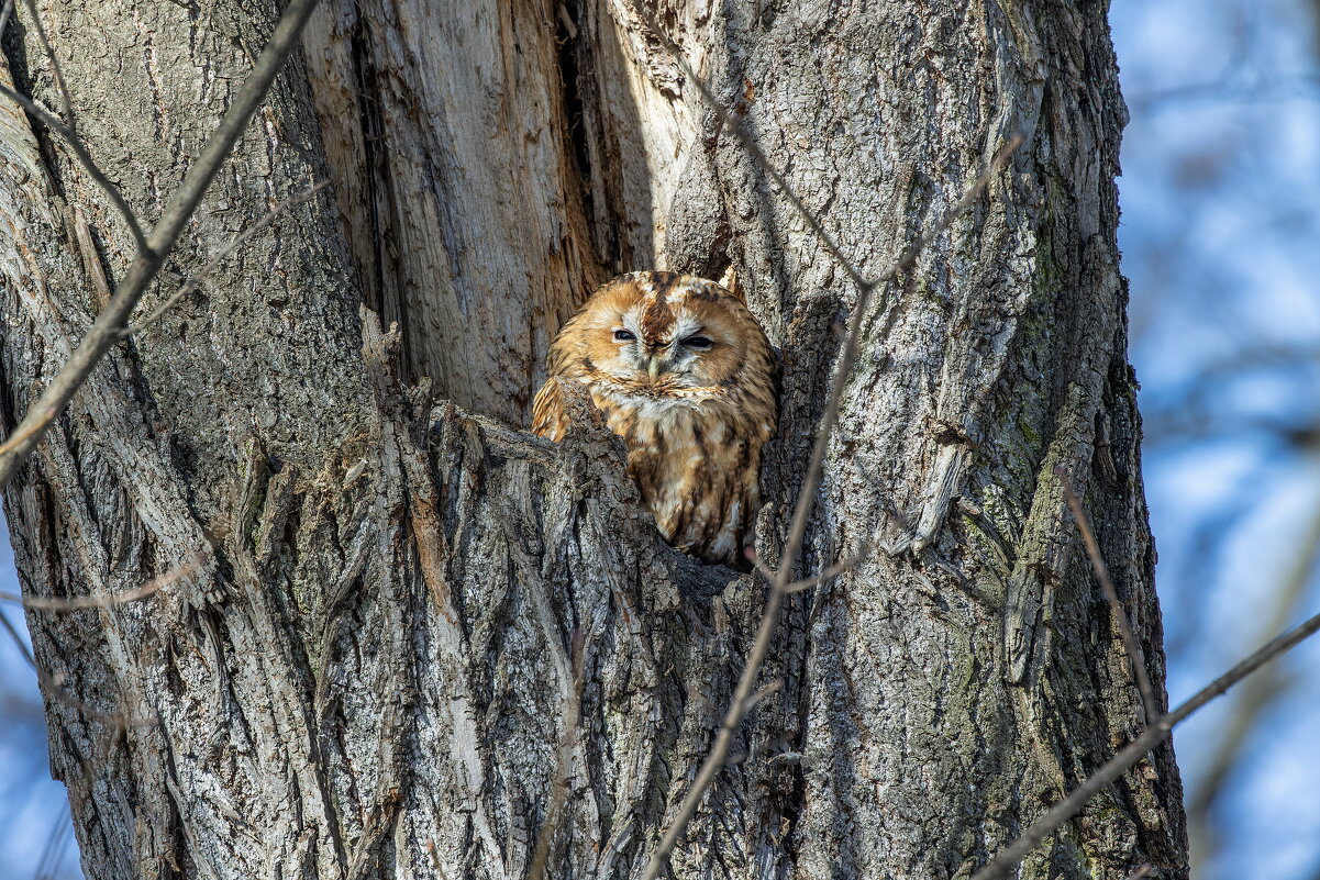 серая(рыжая) неясыть. - юрий макаров серая(рыжая) неясыть. - юрий макаров