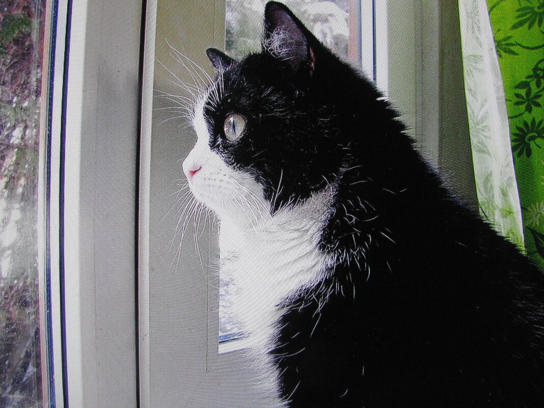 Наблюдает за птичками - Людмила Смородинская Наблюдает за птичками - Людмила Смородинская