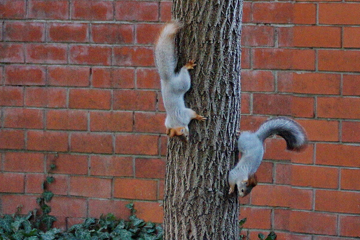 Про белочек... - Николай Саржанов Про белочек... - Николай Саржанов