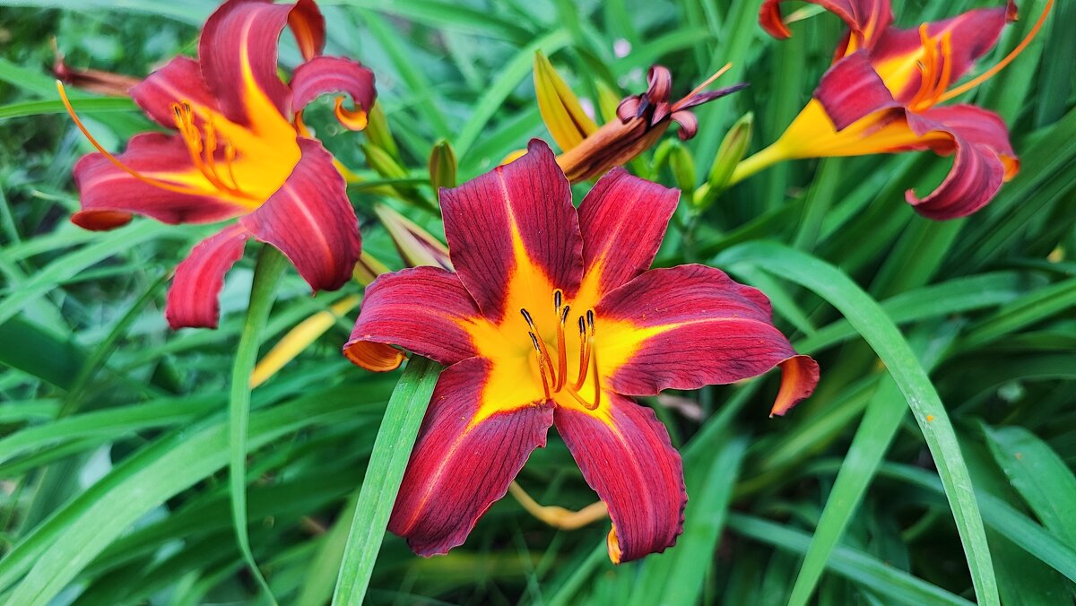 ,,, - Сергей Тимоновский ,,, - Сергей Тимоновский