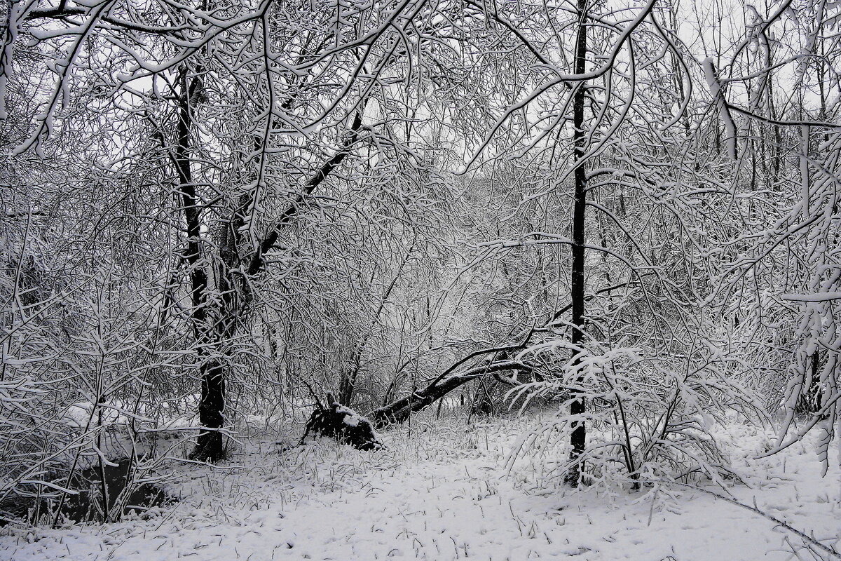 Природные кружева - Рита Симонова Природные кружева - Рита Симонова