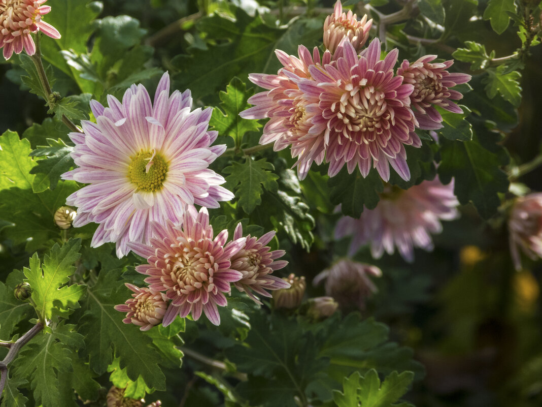Хризантемы и лучи солнца - Валентин Семчишин Хризантемы и лучи солнца - Валентин Семчишин