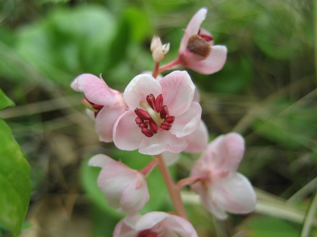 Грушанка - Anna Ivanova Грушанка - Anna Ivanova