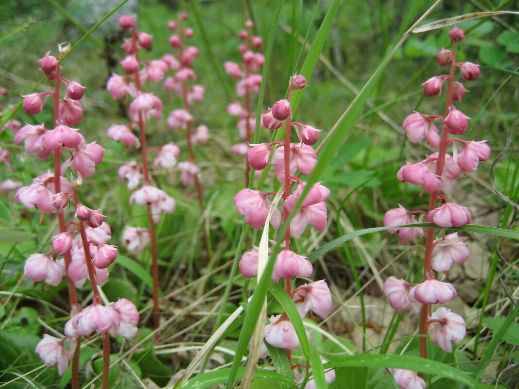 Грушанка - Anna Ivanova Грушанка - Anna Ivanova