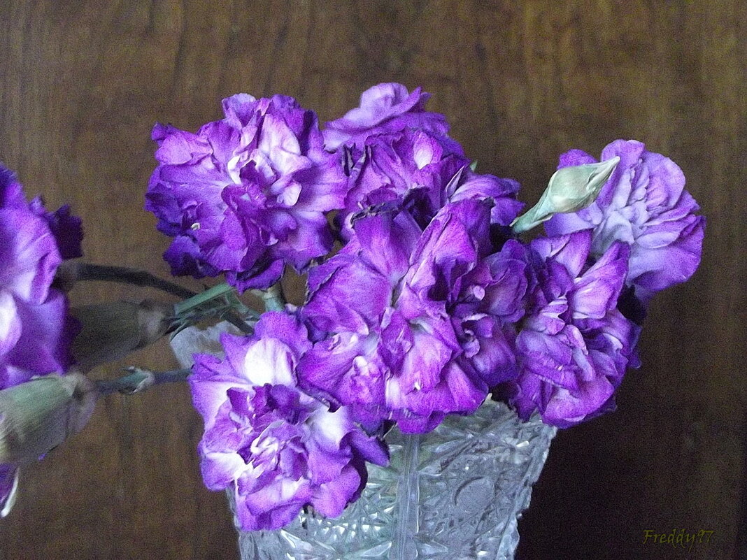 Букет гвоздик - Freddy 97