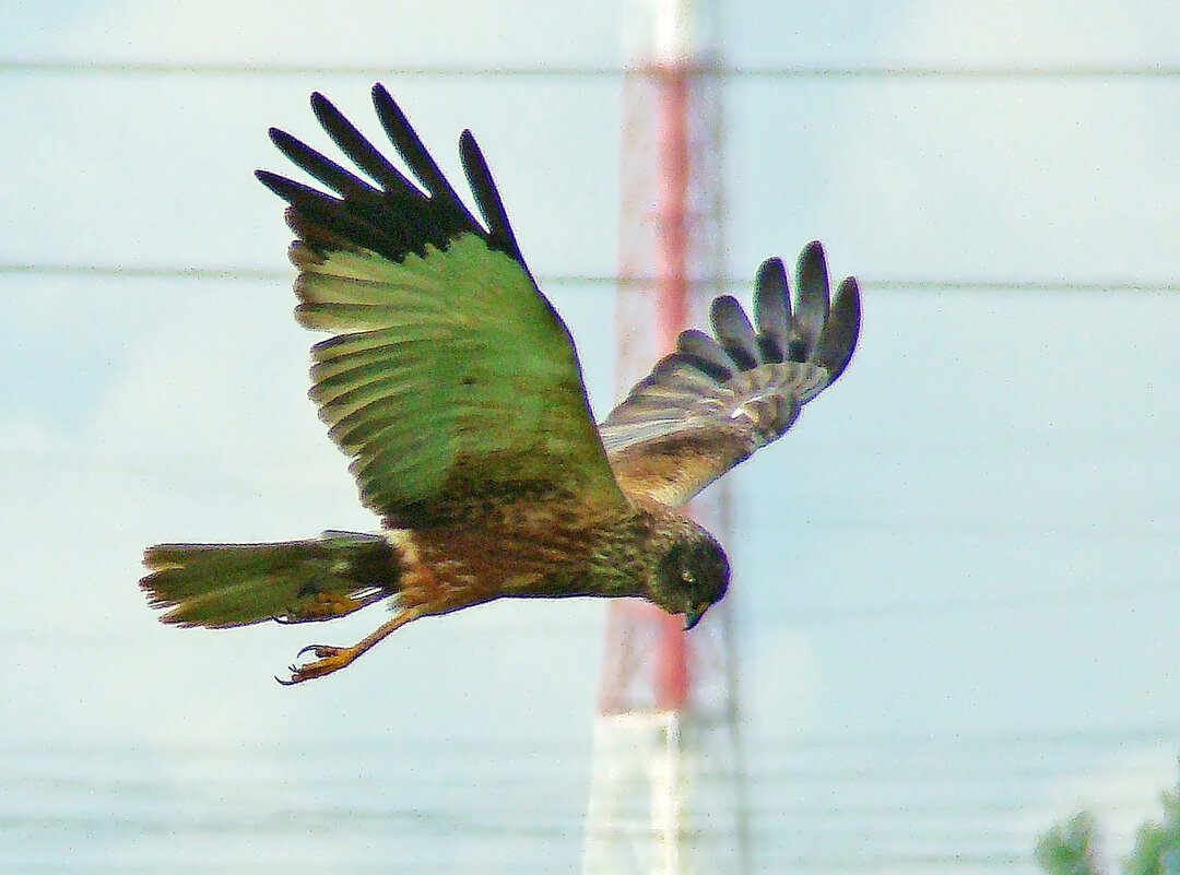 болотный лунь - gawrilа - dan