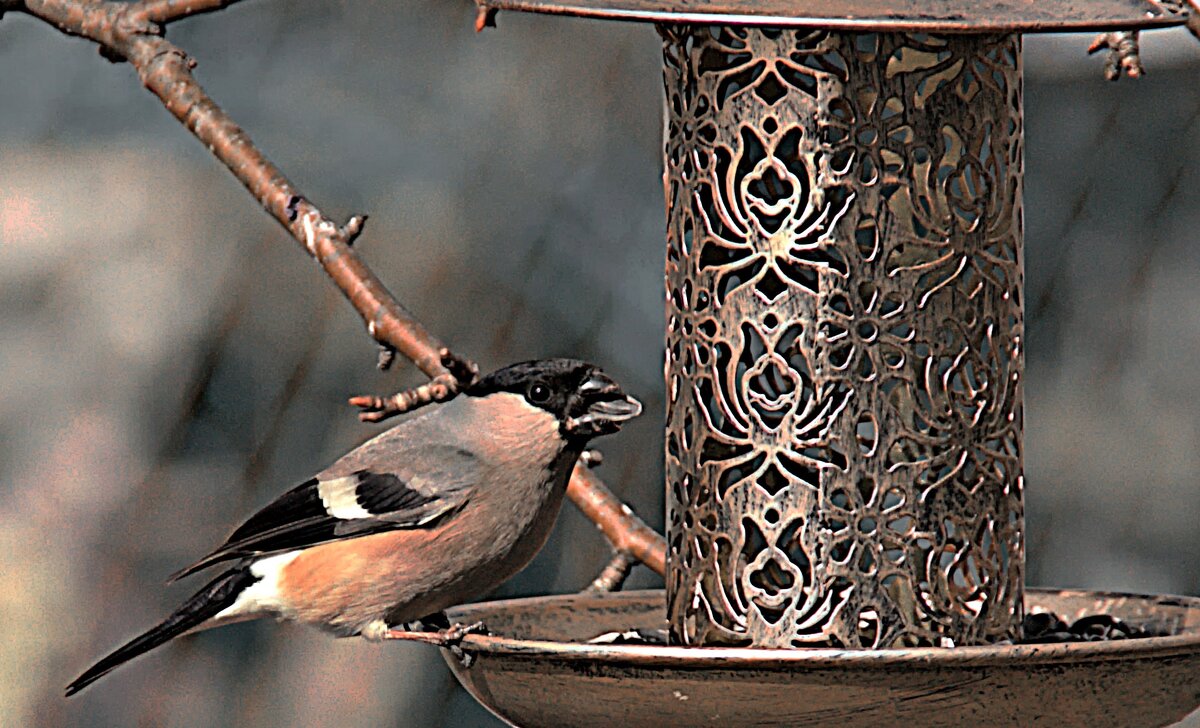 Снегирь - евгений 