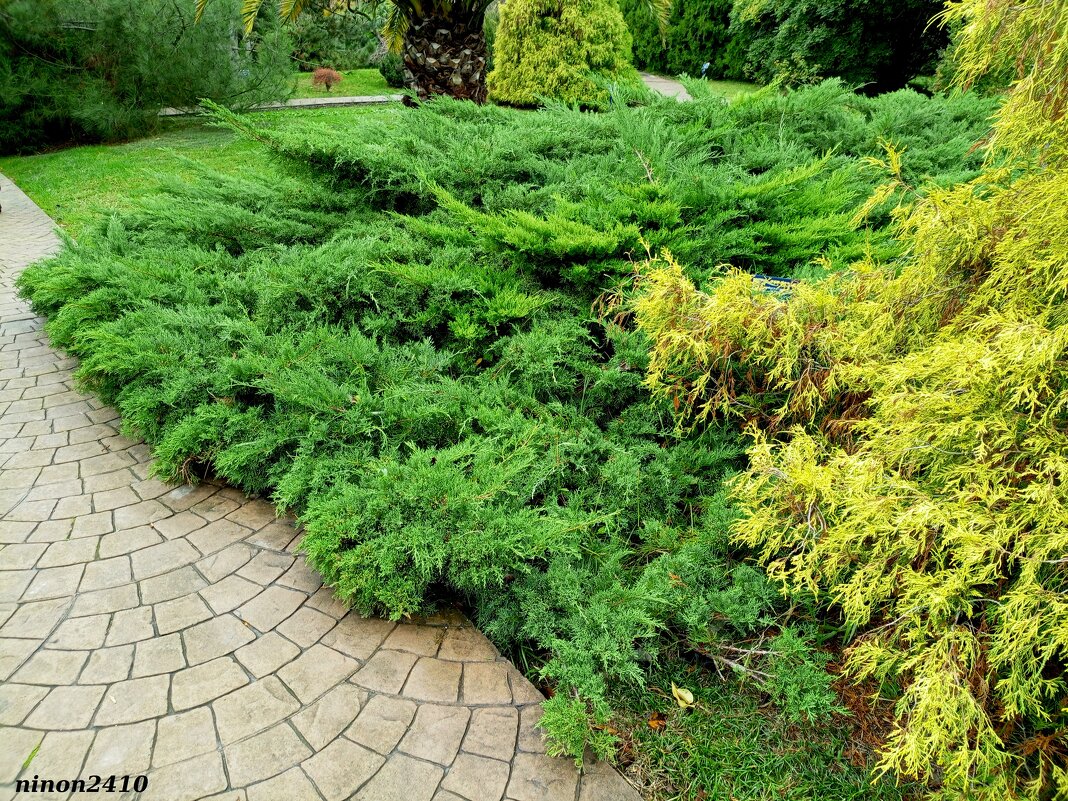 Адлер. Дендропарк "Южные культуры" - Нина Бутко Адлер. Дендропарк "Южные культуры" - Нина Бутко