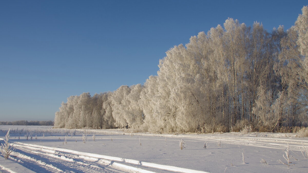 Березы в снегу - Сергей Швечков Березы в снегу - Сергей Швечков