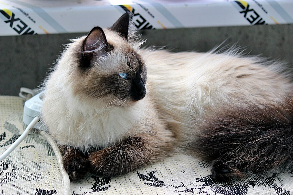 Даша отдыхает - Светлана SvetNika17 Даша отдыхает - Светлана SvetNika17