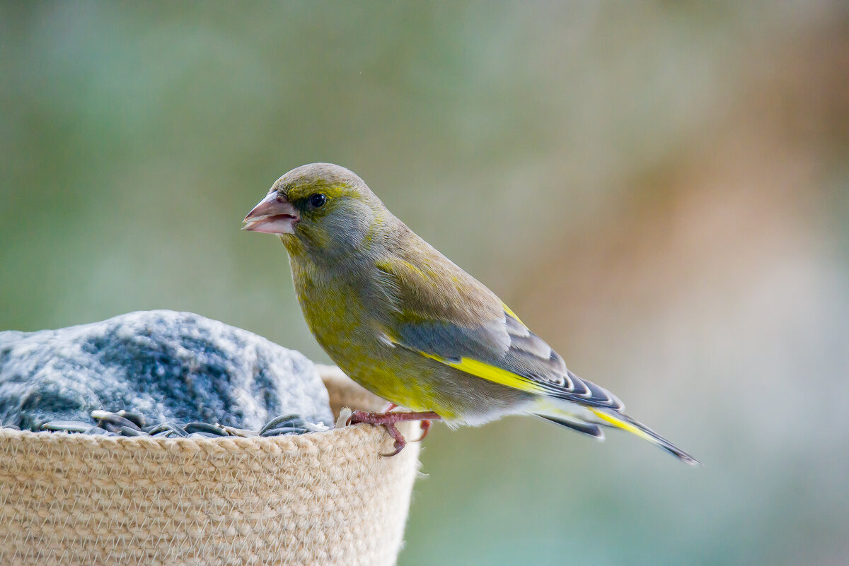 Я тут а где семечки? - Sergey (Apg)