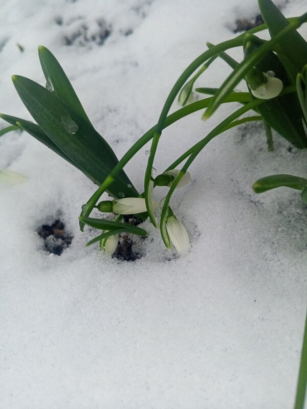 Подснежник - Сапсан Подснежник - Сапсан