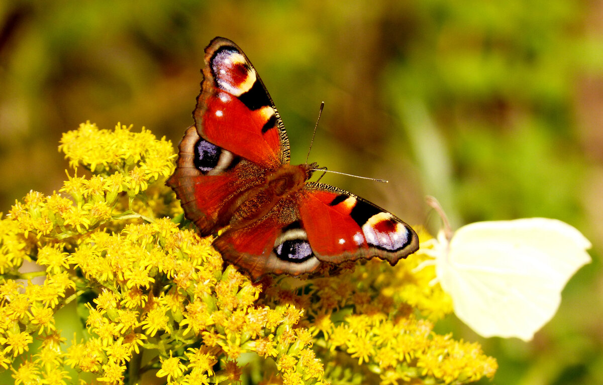 опять про бабочек 300 - Александр Прокудин опять про бабочек 300 - Александр Прокудин