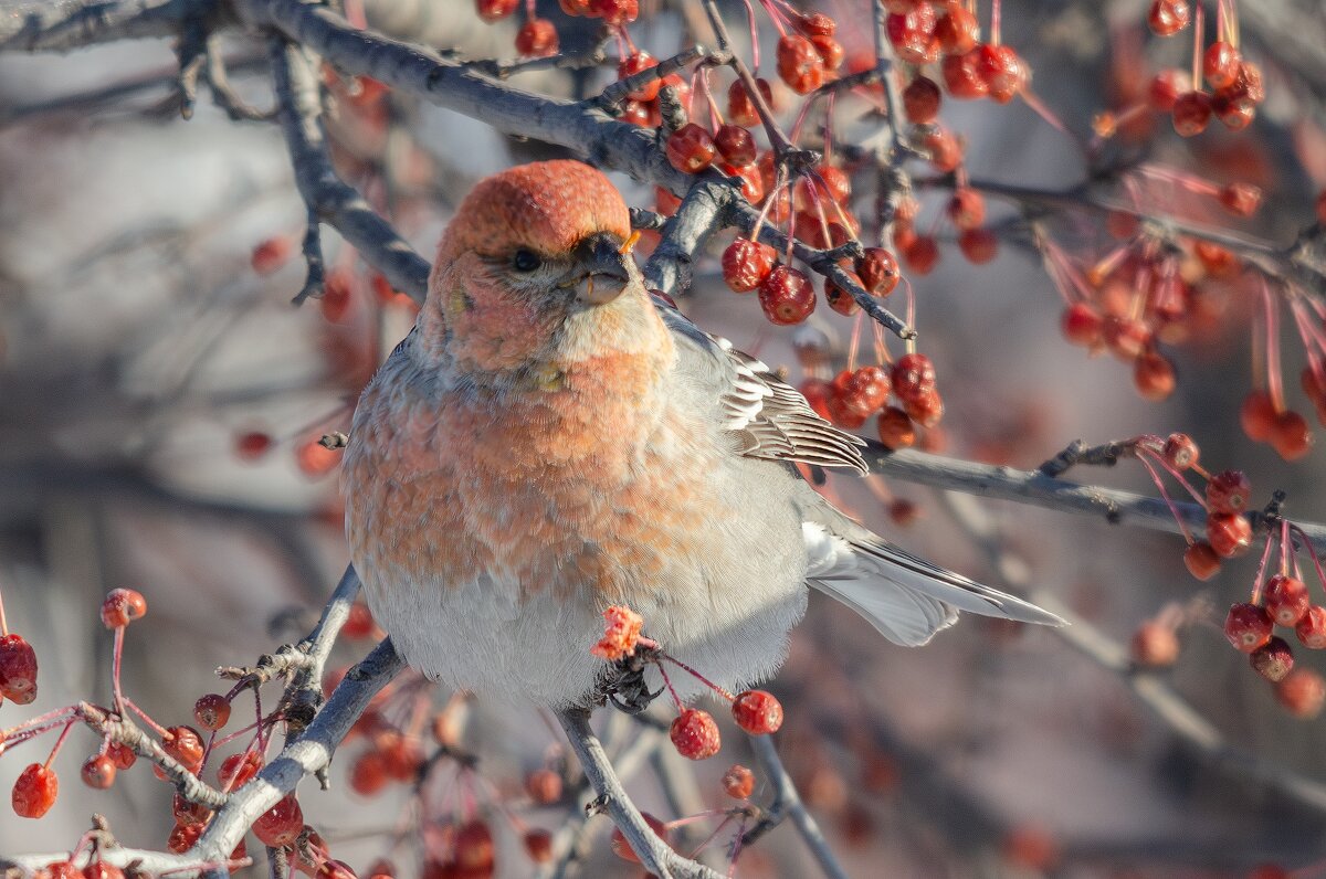 Щур. - Виктор Иванович Чернюк