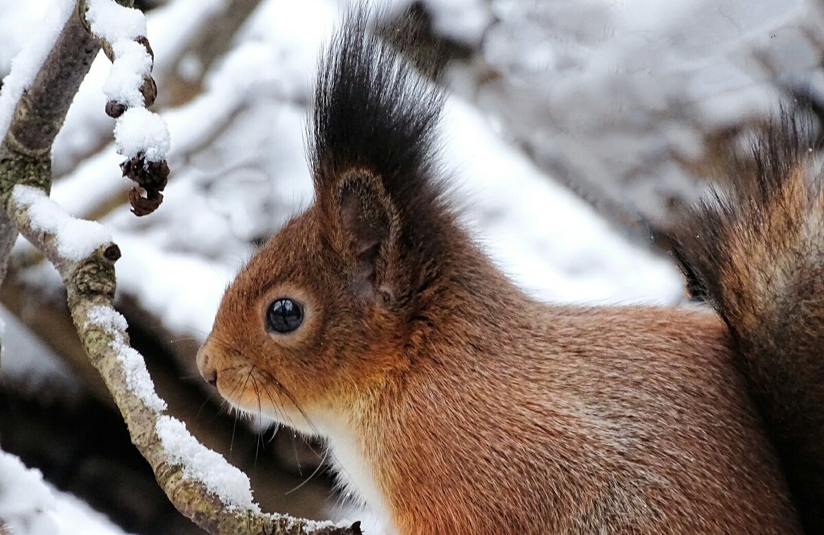 Портрет белки. - Милешкин Владимир Алексеевич Портрет белки. - Милешкин Владимир Алексеевич