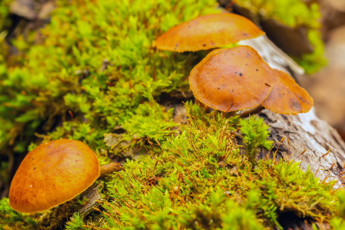 ** - Виталий Емельянов