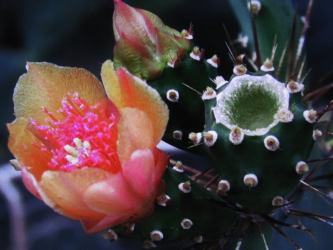 Опунция зацветает - Людмила Смородинская Опунция зацветает - Людмила Смородинская