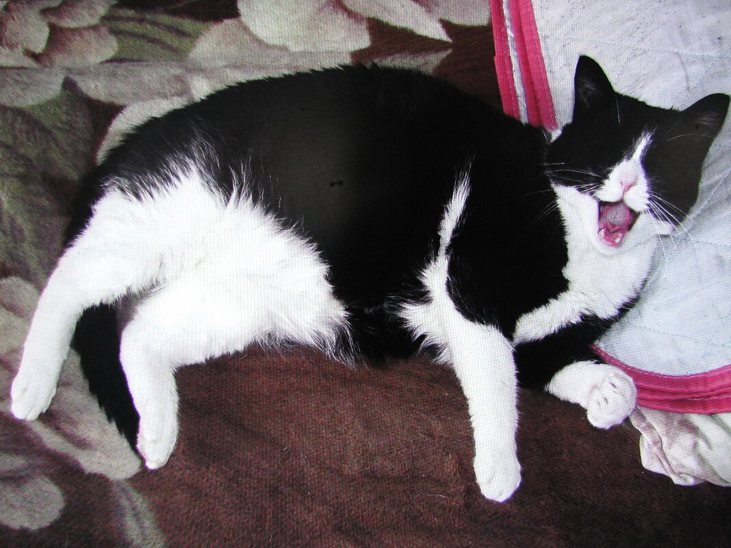 Так хочется спать - Людмила Смородинская Так хочется спать - Людмила Смородинская