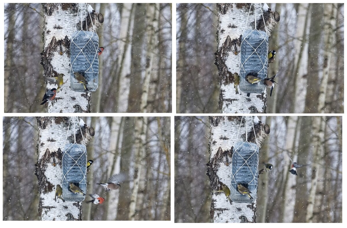 У кормушки - Валерий Иванович